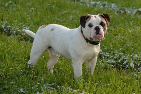 Continental Bulldogs Seeblickbulls 150202 Continental Bulldogs Seeblickbulls 150202