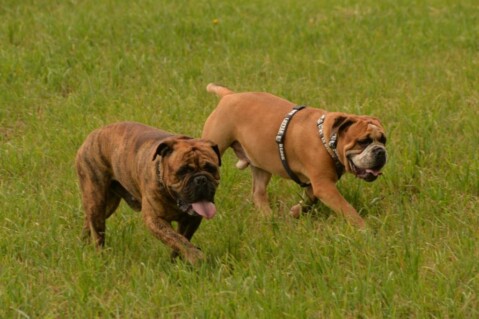 Continental Bulldogs Seeblickbulls 150720 Continental Bulldogs Seeblickbulls 150720