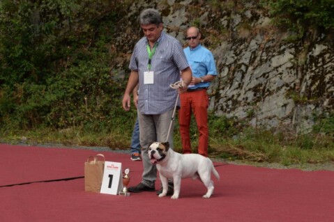 Continental Bulldogs Seeblickbulls 140831 Continental Bulldogs Seeblickbulls 140831