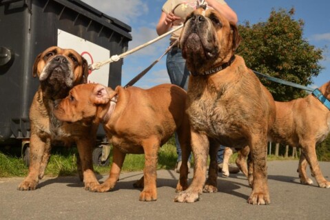 Continental Bulldogs Seeblickbulls 150930 Continental Bulldogs Seeblickbulls 150930