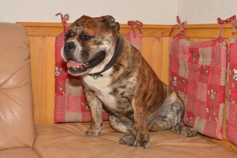 Continental Bulldogs Seeblickbulls 151001 Continental Bulldogs Seeblickbulls 151001