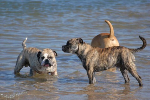 Continental Bulldogs Seeblickbulls 151111 Continental Bulldogs Seeblickbulls 151111