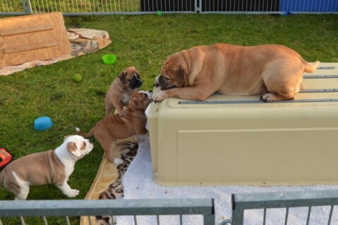 Continental Bulldogs Seeblickbulls 151211 Continental Bulldogs Seeblickbulls 151211