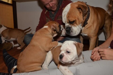 Continental Bulldogs Seeblickbulls 151213 Continental Bulldogs Seeblickbulls 151213