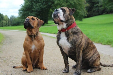 Continental Bulldogs Seeblickbulls 151217 Continental Bulldogs Seeblickbulls 151217
