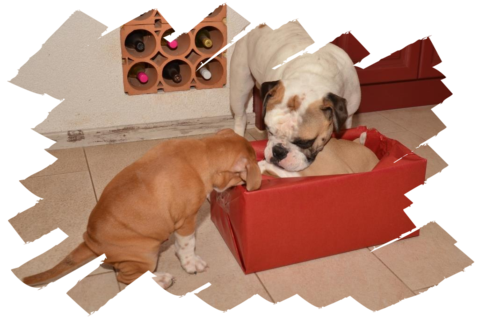 Continental Bulldogs Seeblickbulls 151224 Continental Bulldogs Seeblickbulls 151224