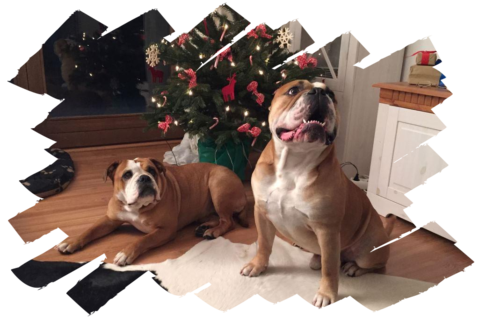 Continental Bulldogs Seeblickbulls 151226 Continental Bulldogs Seeblickbulls 151226