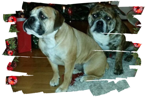 Continental Bulldogs Seeblickbulls 151227 Continental Bulldogs Seeblickbulls 151227