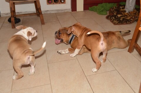 Continental Bulldogs Seeblickbulls 151230 Continental Bulldogs Seeblickbulls 151230