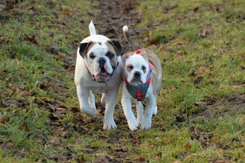 Continental Bulldogs Seeblickbulls 160204 Continental Bulldogs Seeblickbulls 160204