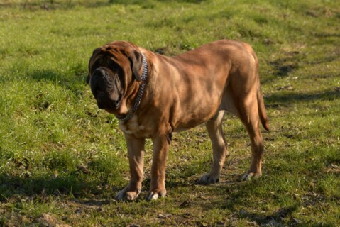 Continental Bulldogs Seeblickbulls 160228 Continental Bulldogs Seeblickbulls 160228