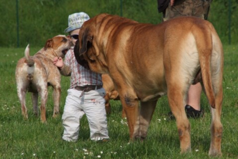 Continental Bulldogs Seeblickbulls 160327 Continental Bulldogs Seeblickbulls 160327