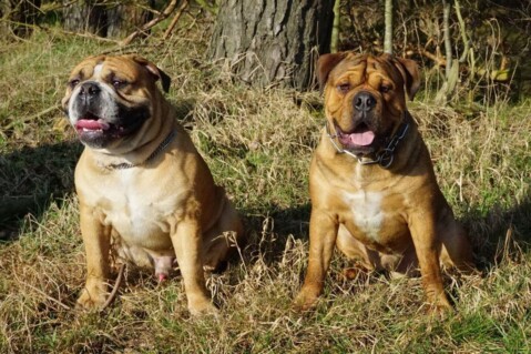 Continental Bulldogs Seeblickbulls 160407 Continental Bulldogs Seeblickbulls 160407