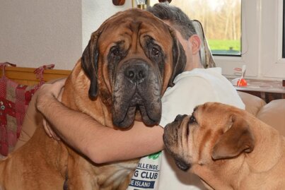 Mastiff Don THEO Seeblickbulls 160421