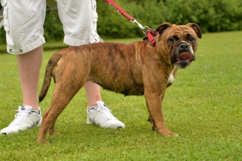 Continental Bulldogs Seeblickbulls 160728 Continental Bulldogs Seeblickbulls 160728