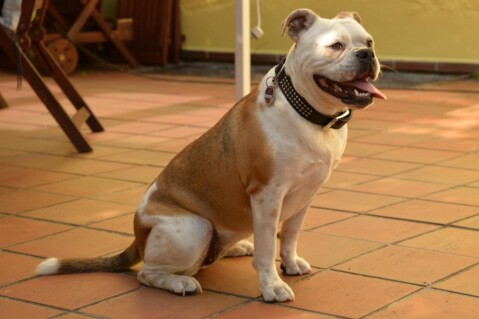 Continental Bulldogs Seeblickbulls 161001 Continental Bulldogs Seeblickbulls 161001