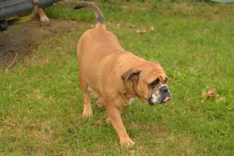 Continental Bulldogs Seeblickbulls 161016 Continental Bulldogs Seeblickbulls 161016