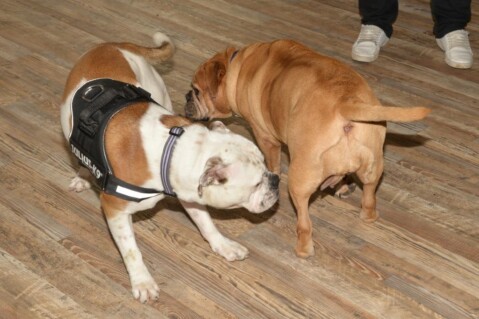 Continental Bulldogs Seeblickbulls 161107 Continental Bulldogs Seeblickbulls 161107