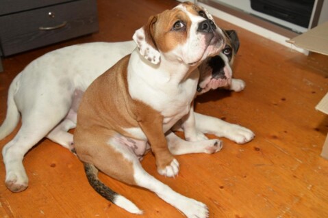 Continental Bulldogs Seeblickbulls 161111 Continental Bulldogs Seeblickbulls 161111