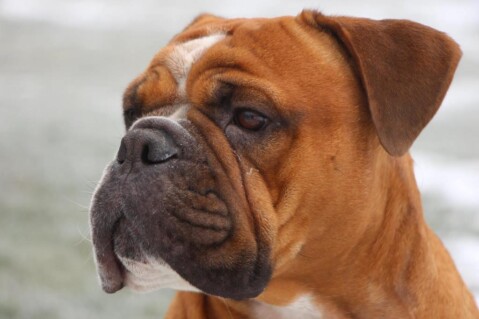Continental Bulldogs Seeblickbulls 161119 Continental Bulldogs Seeblickbulls 161119