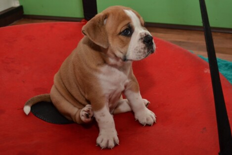 Continental Bulldogs Seeblickbulls Bild vom 01.12.2016 Continental Bulldogs Seeblickbulls Bild vom 01.12.2016