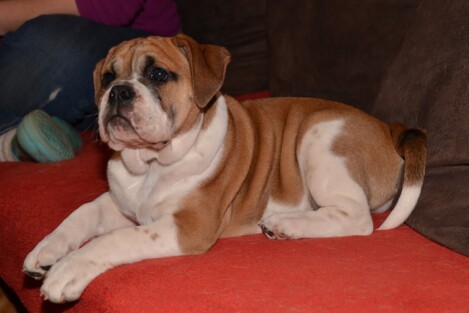 Continental Bulldogs Seeblickbulls Bild vom 02.12.2016 Continental Bulldogs Seeblickbulls Bild vom 02.12.2016