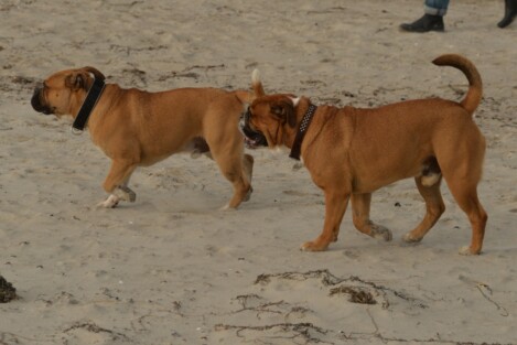 Continental Bulldogs Seeblickbulls Bild vom 03.12.2016 Continental Bulldogs Seeblickbulls Bild vom 03.12.2016