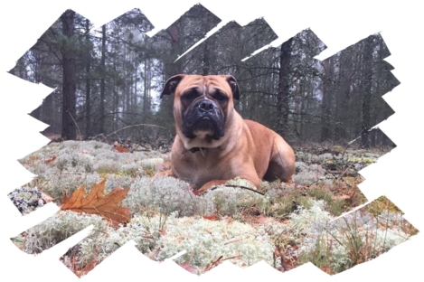 Continental Bulldogs Seeblickbulls Bild vom 04.12.2016 Continental Bulldogs Seeblickbulls Bild vom 04.12.2016