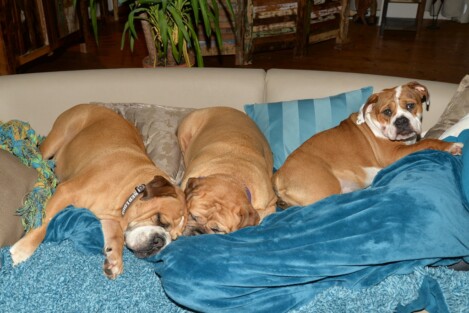 Continental Bulldogs Seeblickbulls Bild vom 05.12.2016 Continental Bulldogs Seeblickbulls Bild vom 05.12.2016