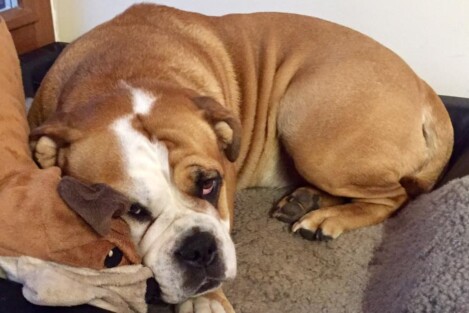 Continental Bulldogs Seeblickbulls Bild vom 11.12.2016 Continental Bulldogs Seeblickbulls Bild vom 11.12.2016