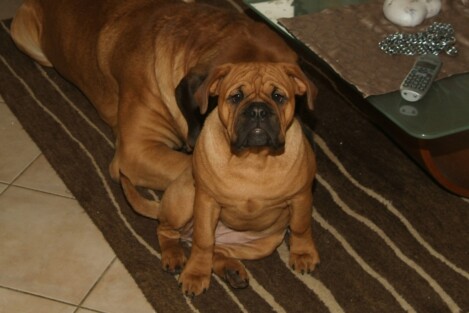 Continental Bulldogs Seeblickbulls Bild vom 13.12.2016 Continental Bulldogs Seeblickbulls Bild vom 13.12.2016