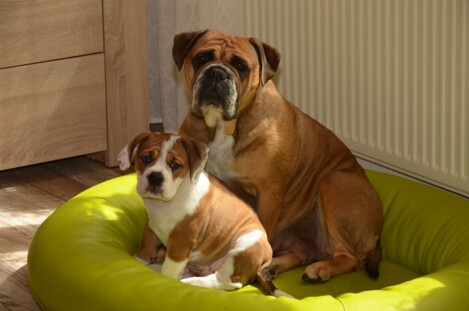 Continental Bulldogs Seeblickbulls Bild vom 15.12.2016 Continental Bulldogs Seeblickbulls Bild vom 15.12.2016