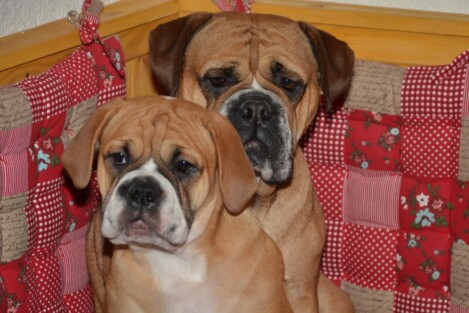 Continental Bulldogs Seeblickbulls Bild vom 16.12.2016 Continental Bulldogs Seeblickbulls Bild vom 16.12.2016