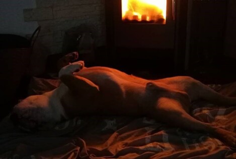Continental Bulldogs Seeblickbulls Bild 161217 Continental Bulldogs Seeblickbulls Bild 161217