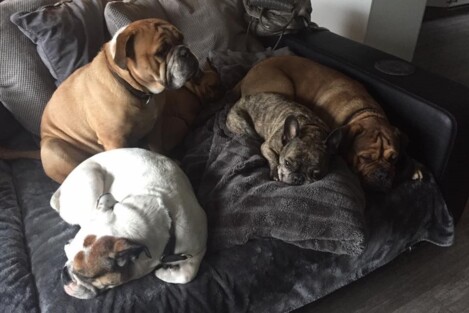 Continental Bulldogs Seeblickbulls Bild 161219 Continental Bulldogs Seeblickbulls Bild 161219