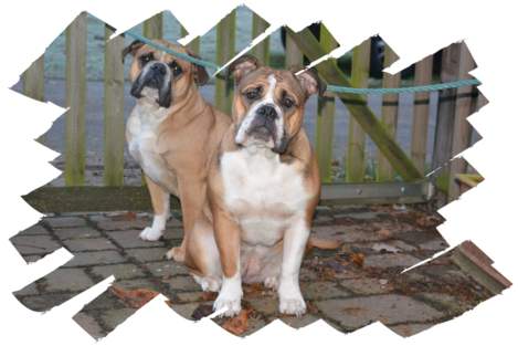 Continental Bulldogs Seeblickbulls Bild des Tages Continental Bulldogs Seeblickbulls Bild des Tages