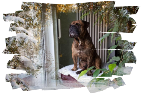 Continental Bulldogs Seeblickbulls Bild 161222 Continental Bulldogs Seeblickbulls Bild 161222