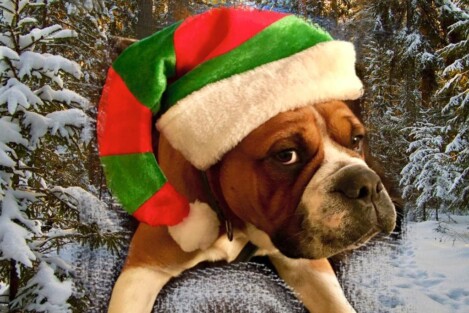 Continental Bulldogs Seeblickbulls Bild 161222 Continental Bulldogs Seeblickbulls Bild 161222