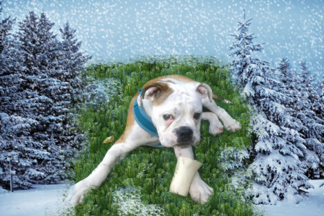 Continental Bulldogs Seeblickbulls Bild 161223 Continental Bulldogs Seeblickbulls Bild 161223