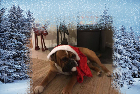 Continental Bulldogs Seeblickbulls Bild 161225 Continental Bulldogs Seeblickbulls Bild 161225