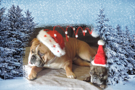 Continental Bulldogs Seeblickbulls Bild 161226 Continental Bulldogs Seeblickbulls Bild 161226