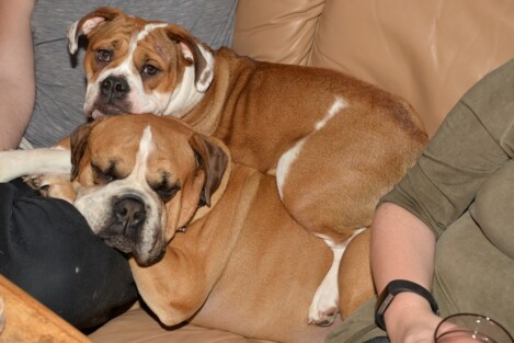 Continental Bulldogs Seeblickbulls Bild 161227 Continental Bulldogs Seeblickbulls Bild 161227