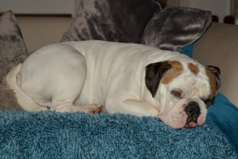 Continental Bulldogs Seeblickbulls Bild 161229 Continental Bulldogs Seeblickbulls Bild 161229