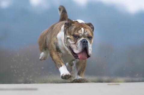 Continental Bulldogs Seeblickbulls Bild 170101 Continental Bulldogs Seeblickbulls Bild 170101