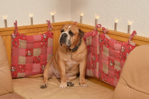Continental Bulldogs Seeblickbulls Bild 170102 Continental Bulldogs Seeblickbulls Bild 170102