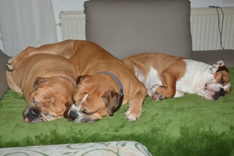 Continental Bulldogs Seeblickbulls Bild 170103 Continental Bulldogs Seeblickbulls Bild 170103