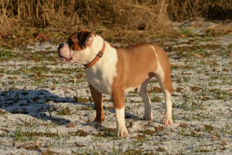 Continental Bulldog Seeblickbulls 070109 Continental Bulldog Seeblickbulls 070109