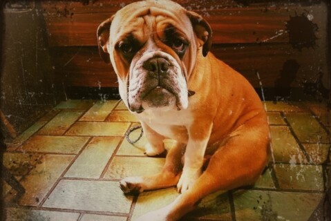 Continental Bulldog Seeblickbulls 070111 Continental Bulldog Seeblickbulls 070111
