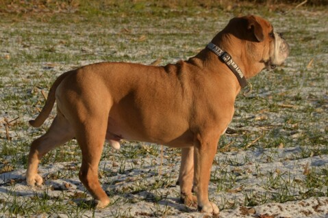 Continental Bulldog Seeblickbulls 070113 Continental Bulldog Seeblickbulls 070113