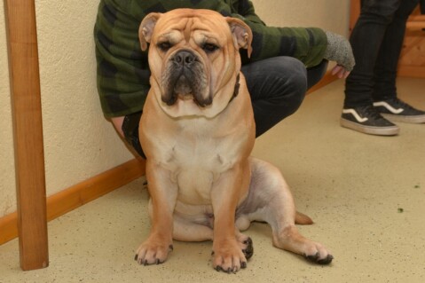 Continental Bulldog Seeblickbulls 070114 Continental Bulldog Seeblickbulls 070114